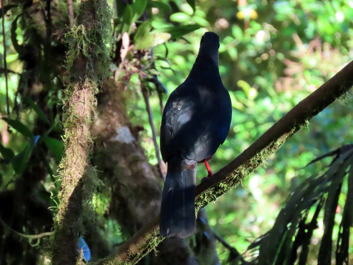 Sickle-winged Guan - ML590722651