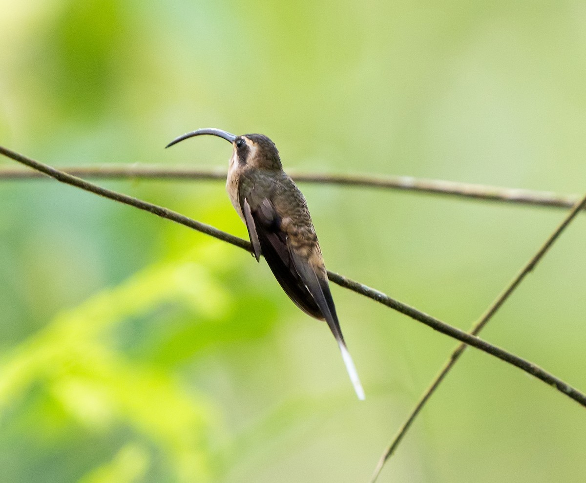 kolibřík tmavolící - ML590722661