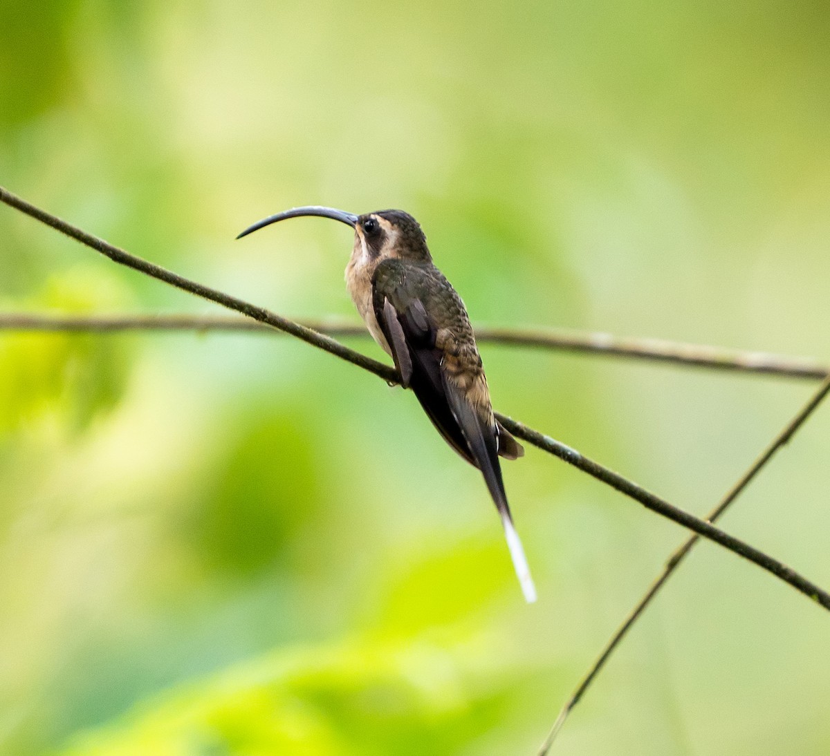 kolibřík tmavolící - ML590722681