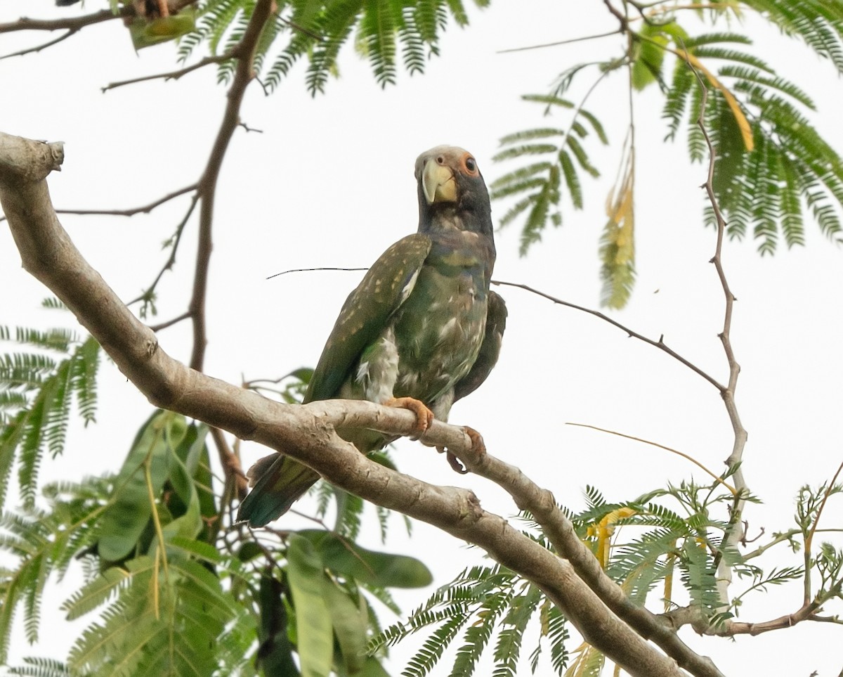 White-crowned Parrot - ML590723251