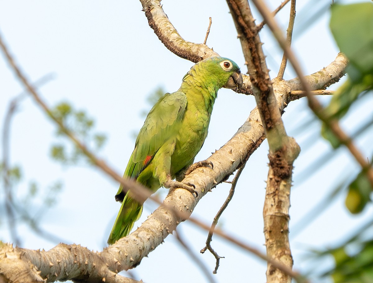 Mealy Parrot - ML590723461