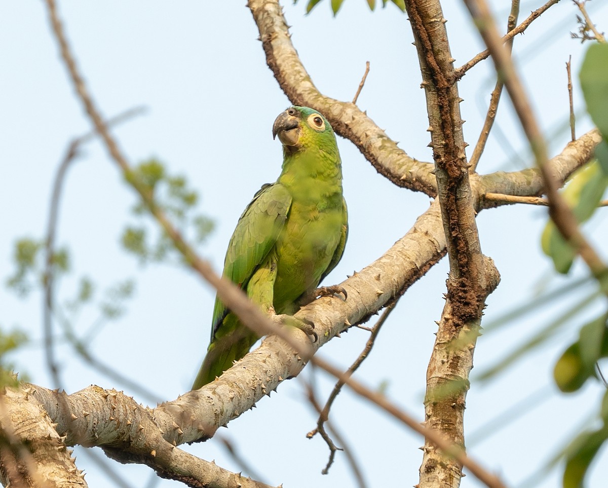 Mealy Parrot - ML590723471