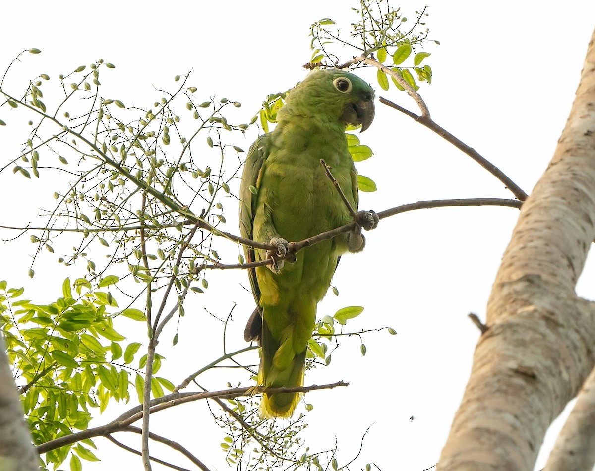 Mealy Parrot - ML590723481