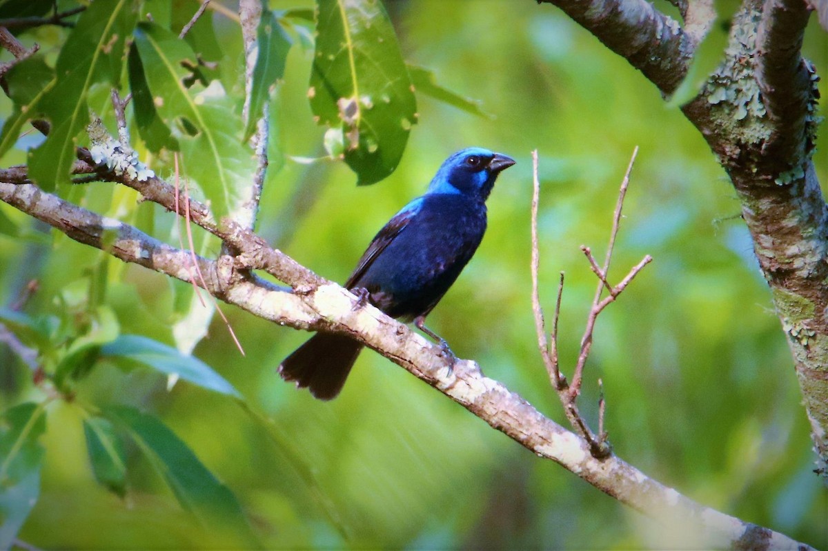 Blue Bunting - Felipe San Martín