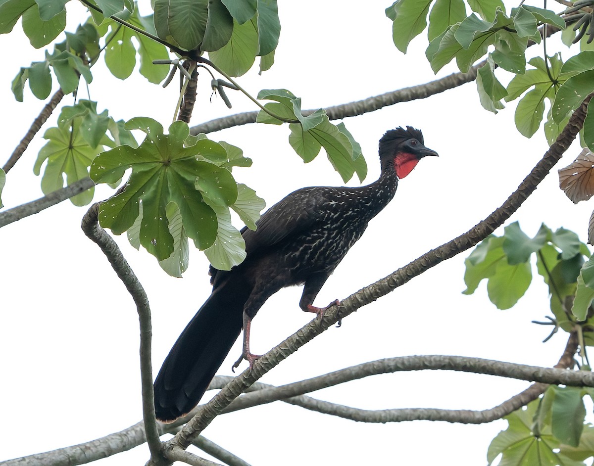 Crested Guan - ML590723951