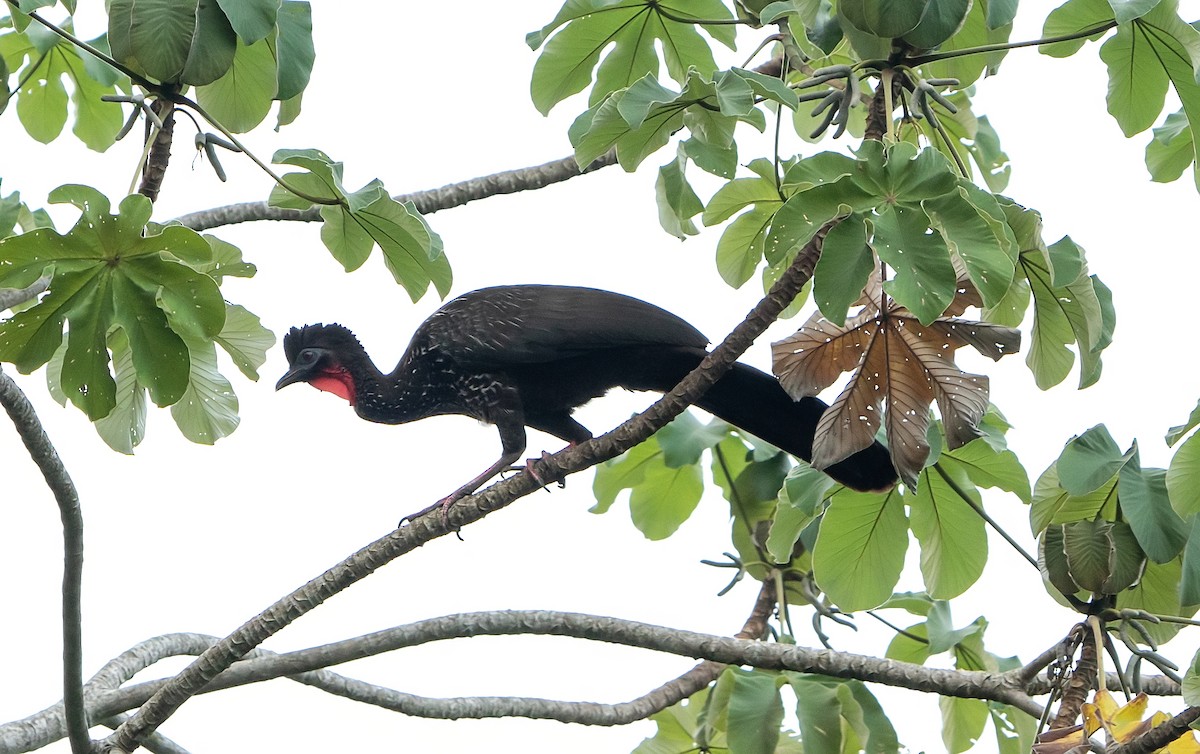 Crested Guan - Tim Wright