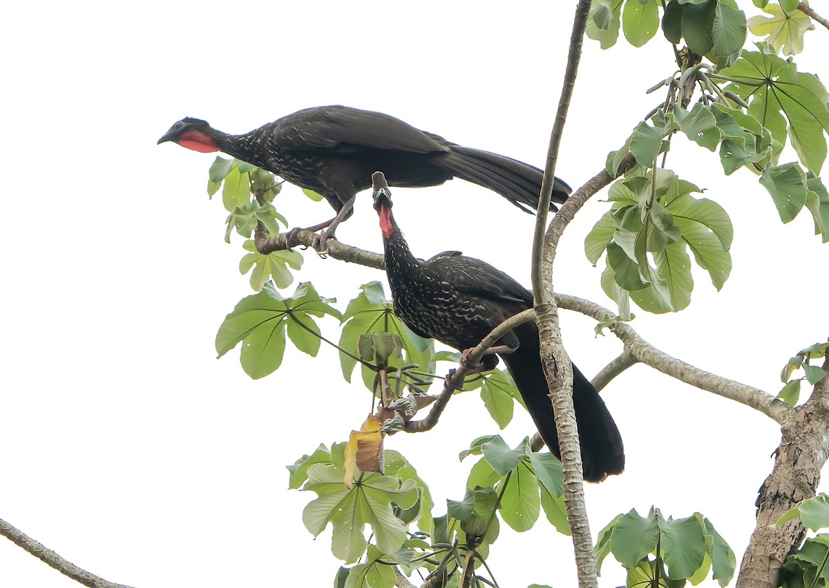 Crested Guan - ML590723971