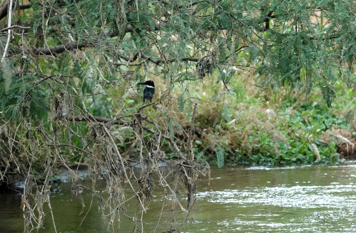 Green Kingfisher - ML590724811