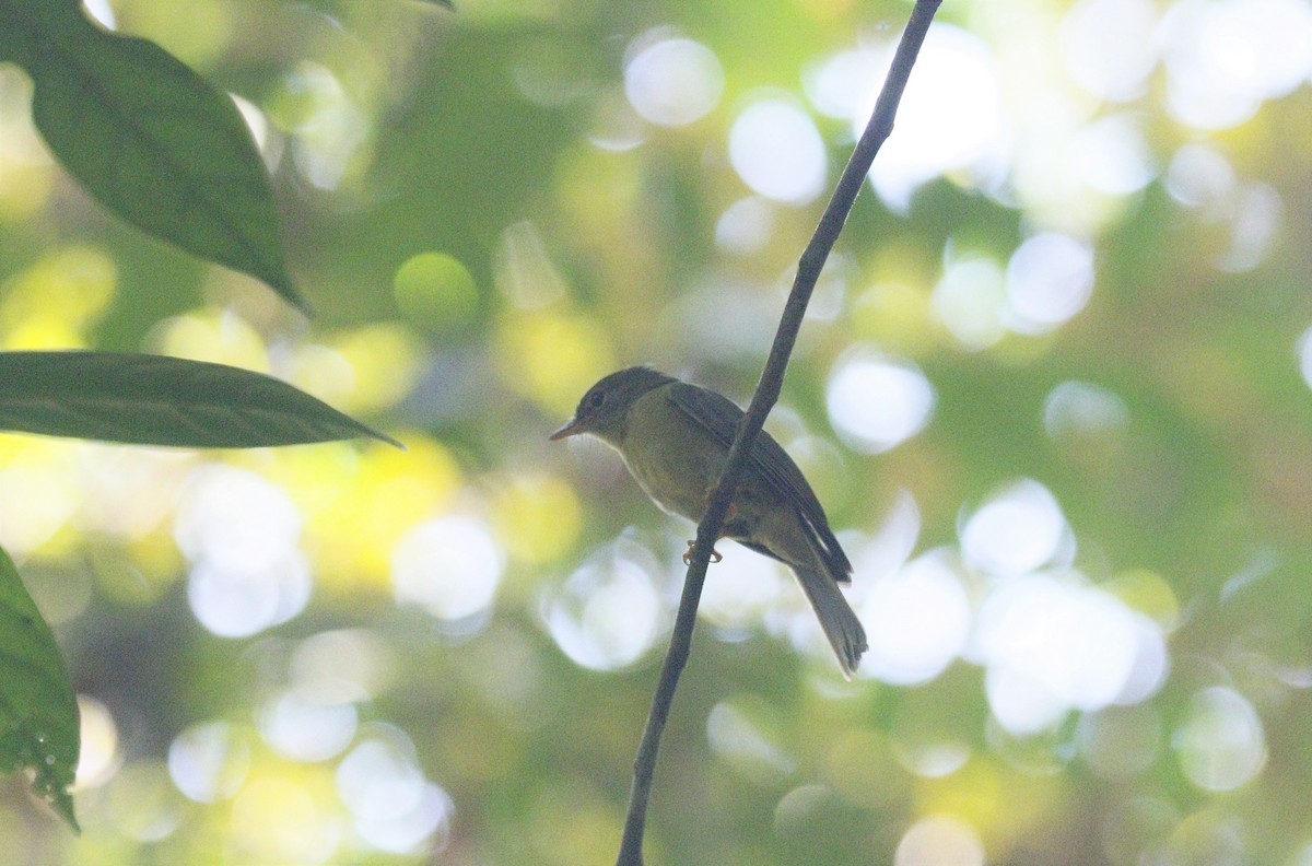 Olive Flyrobin - ML590724961