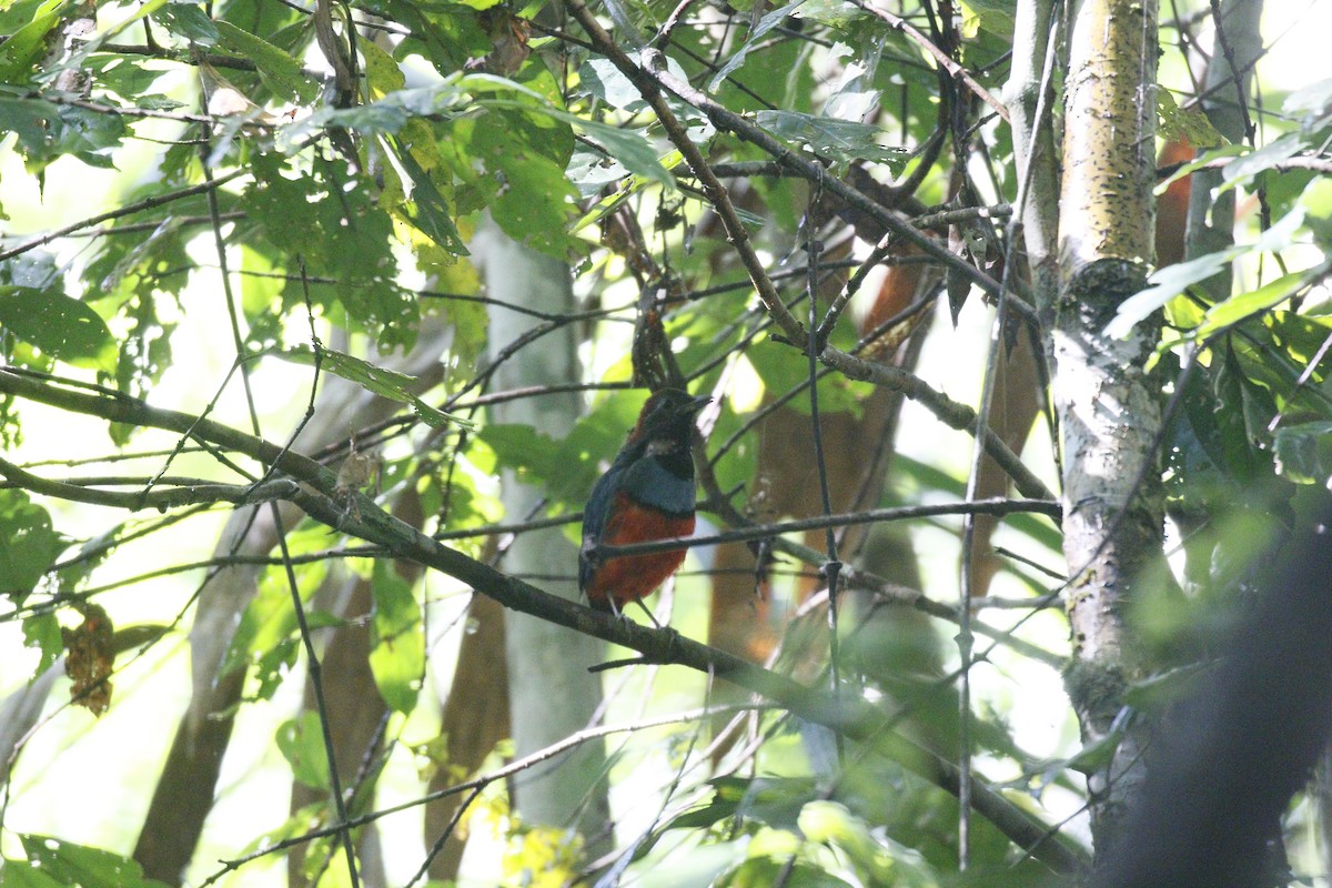 South Papuan Pitta - Kit Britten