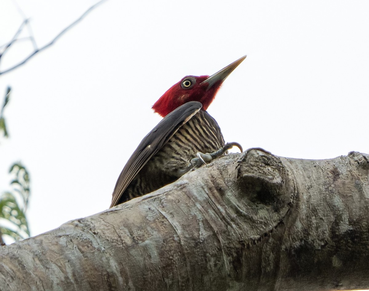 Pale-billed Woodpecker - ML590725831