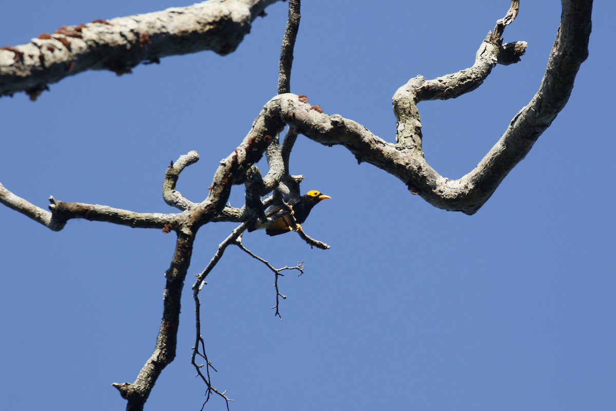 Yellow-faced Myna - Kit Britten