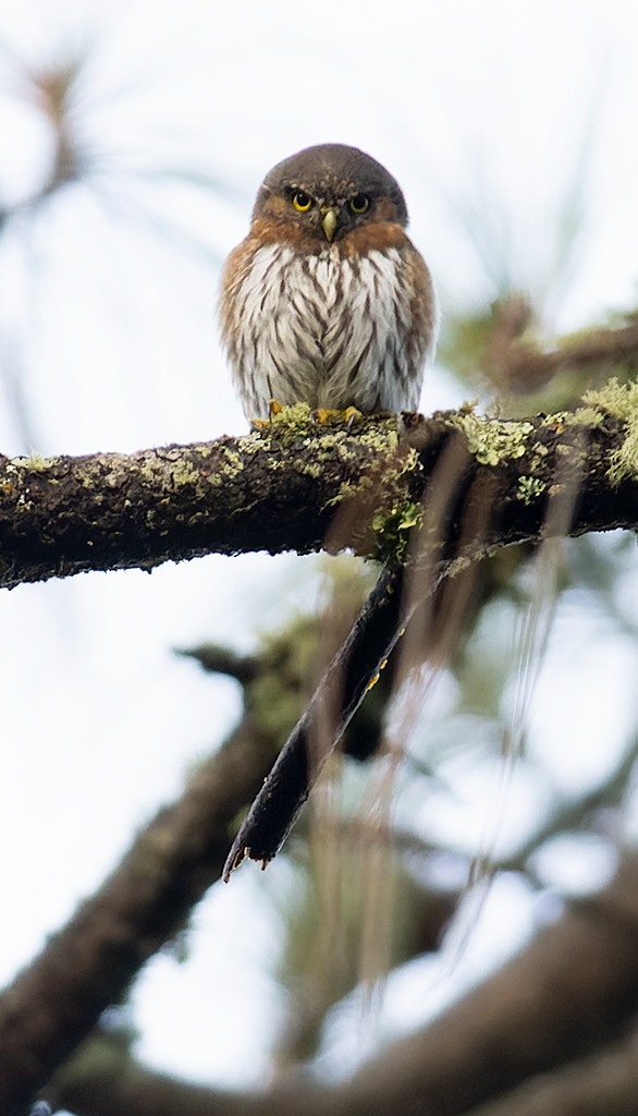 Northern Pygmy-Owl (Mountain) - ML590727531