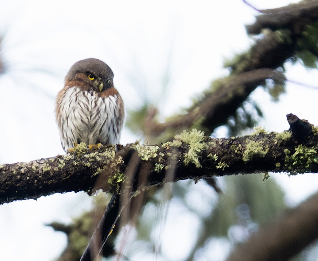 Northern Pygmy-Owl (Mountain) - ML590727541