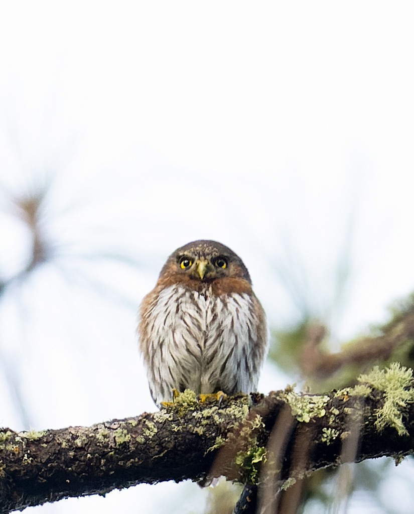 Northern Pygmy-Owl (Mountain) - ML590727551