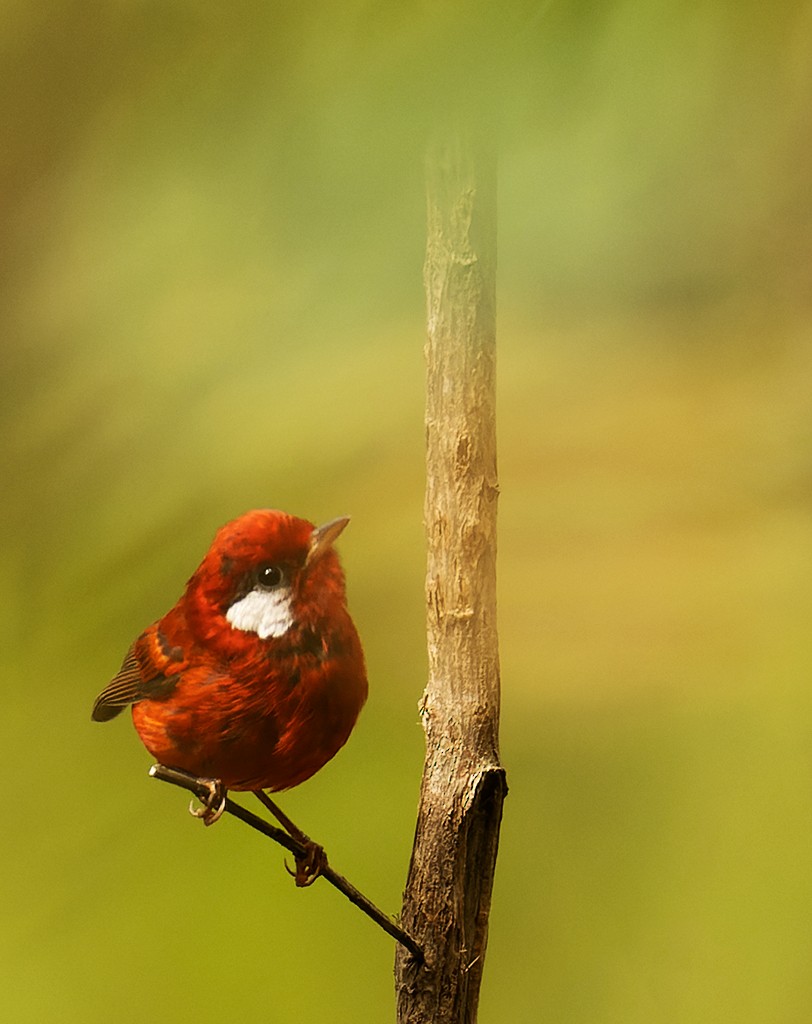 Red Warbler (White-cheeked) - ML590727711