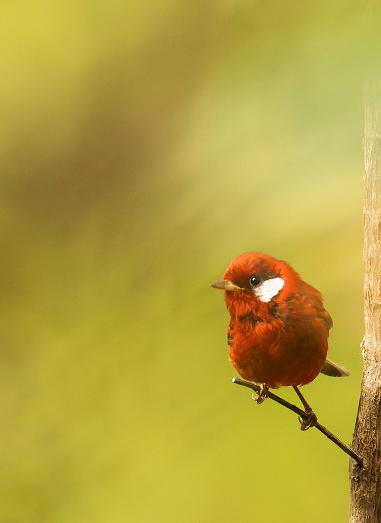 Red Warbler (White-cheeked) - ML590727721