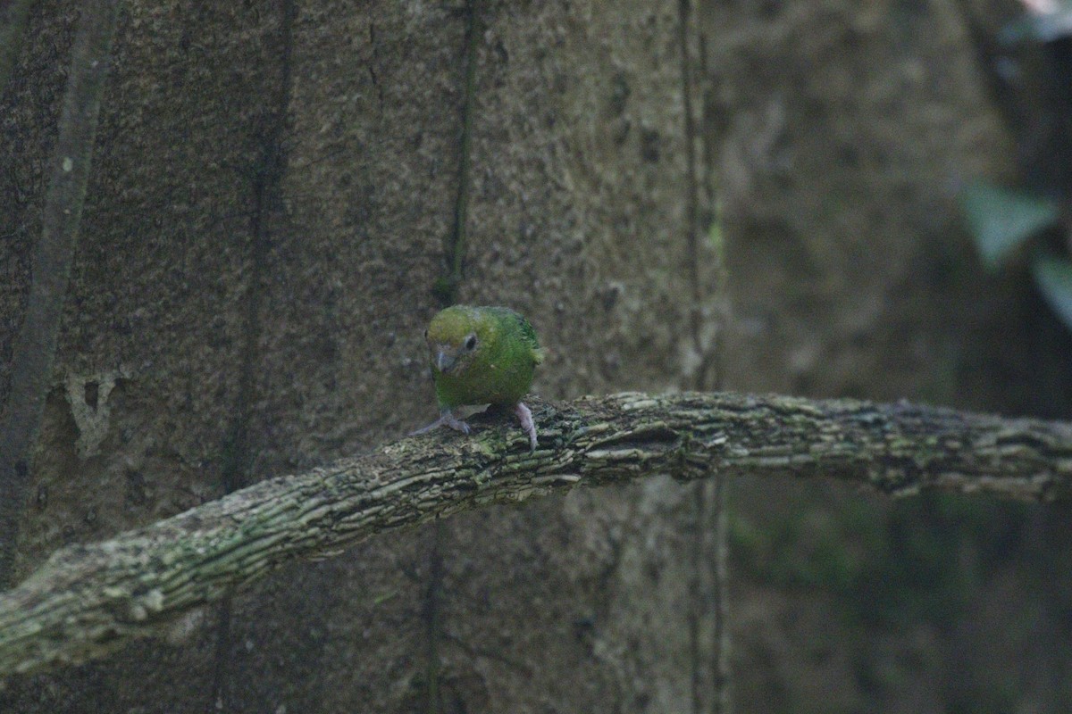Yellow-capped Pygmy-Parrot - ML590727761