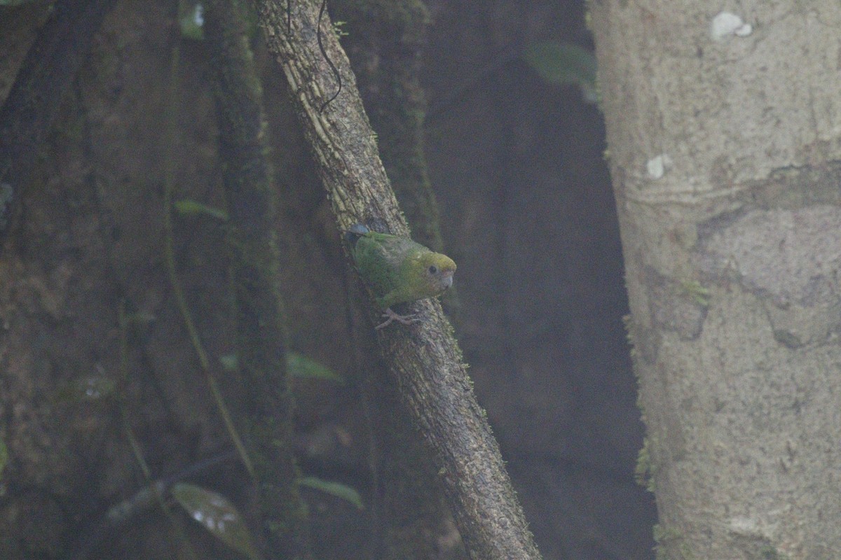 Yellow-capped Pygmy-Parrot - ML590727781