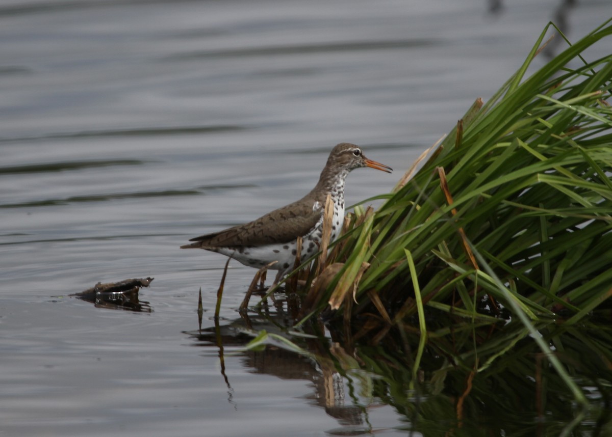 Spotted Sandpiper - ML59072781