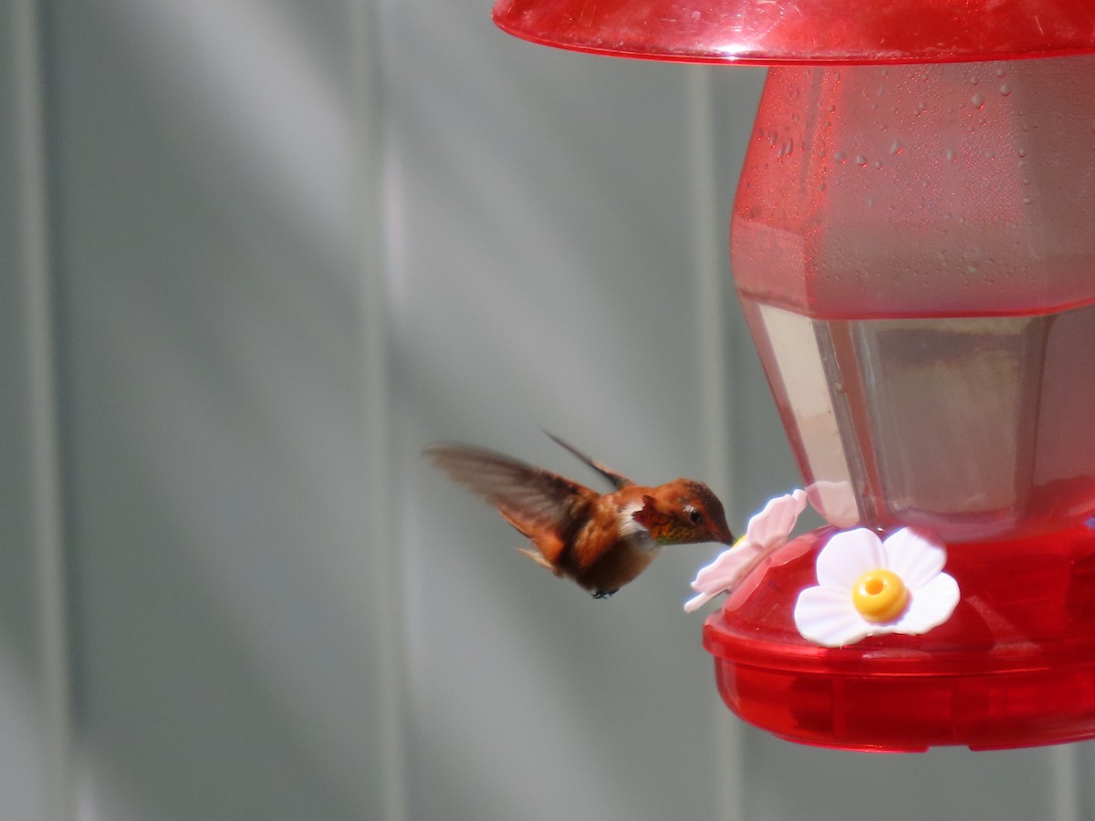 Rufous Hummingbird - Todd Morris