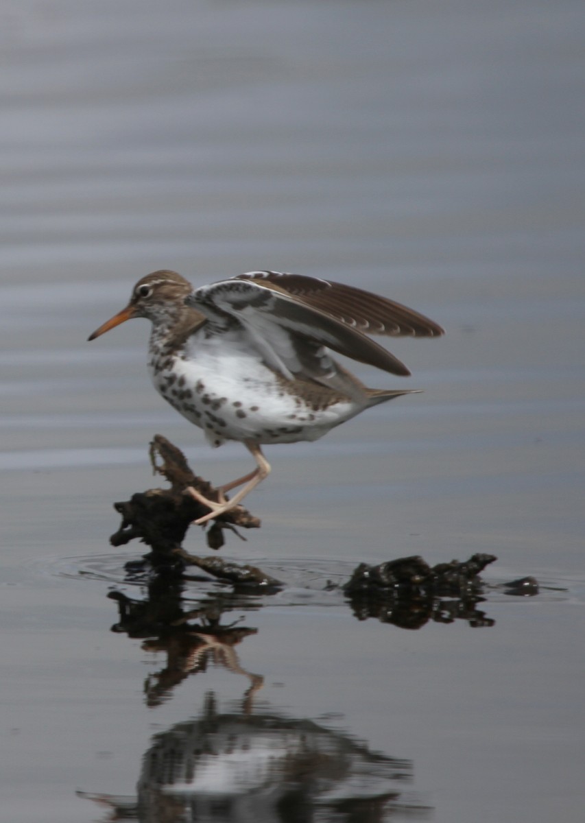 Spotted Sandpiper - Bruce Cole