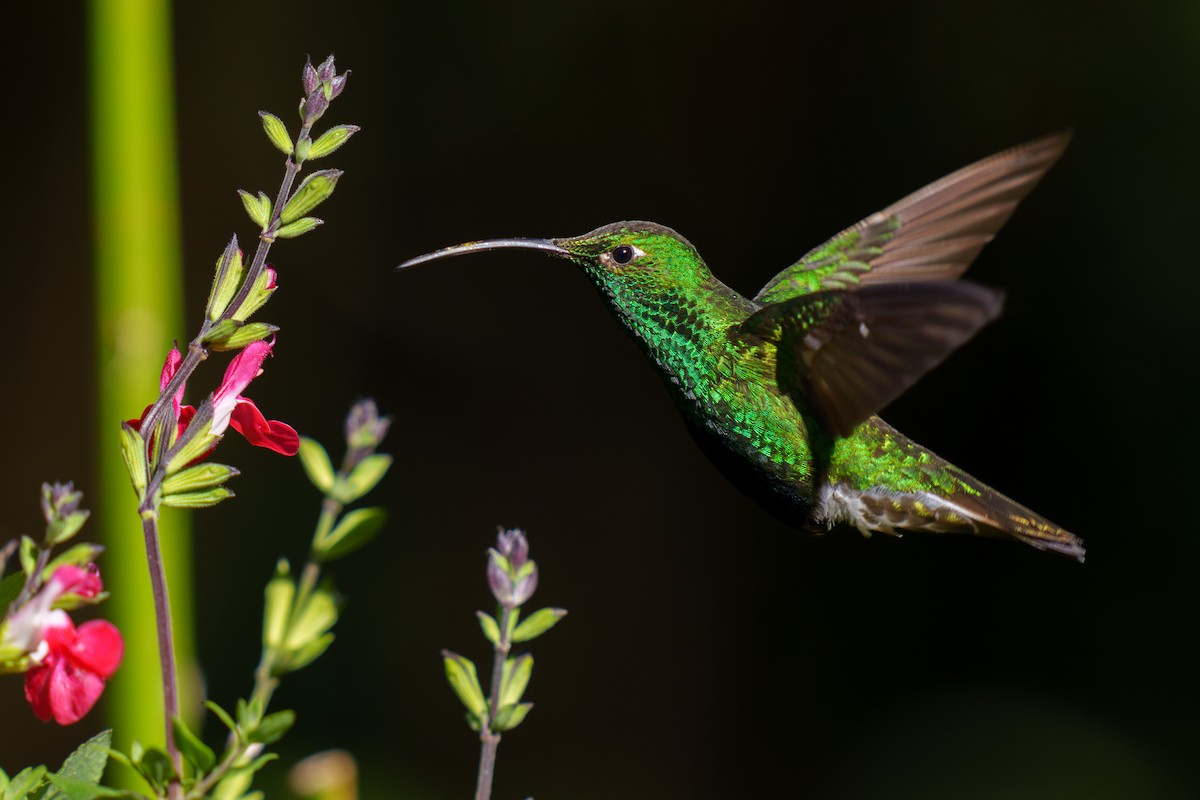 Colibri de Lafresnaye - ML590731631