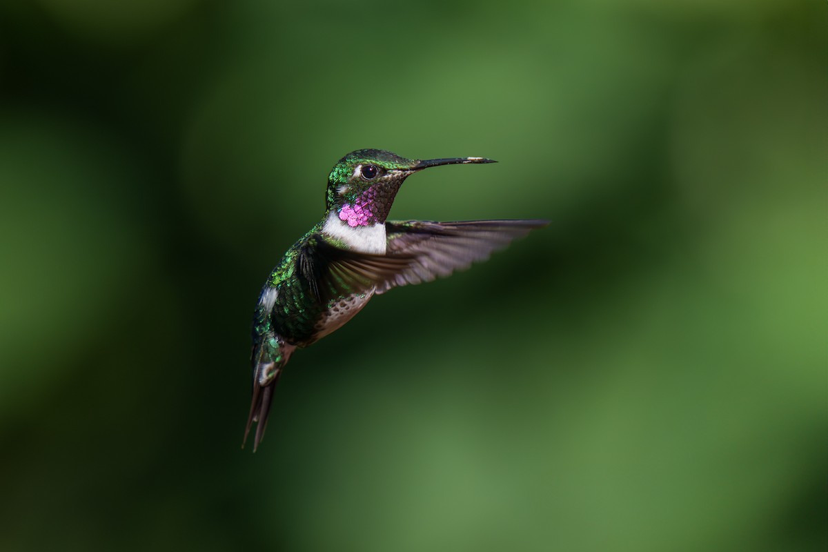 White-bellied Woodstar - ML590731801