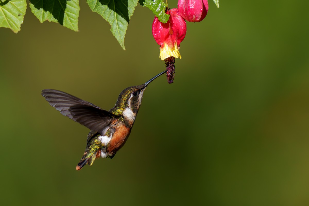 White-bellied Woodstar - ML590731811