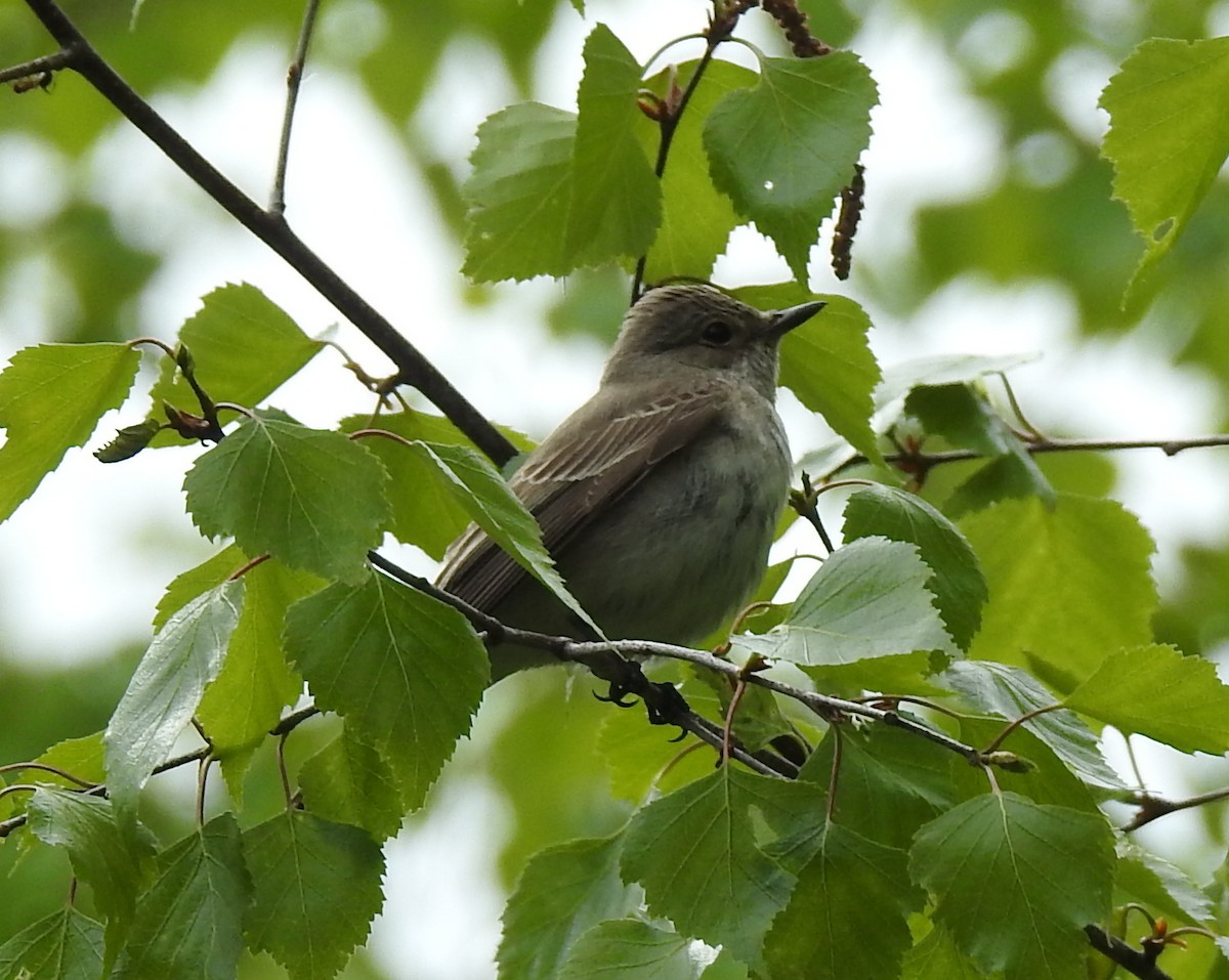 Spotted Flycatcher - ML59073201