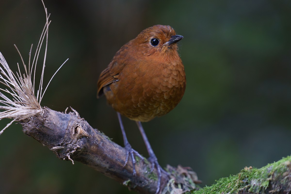 Equatorial Antpitta - Jeff Hapeman