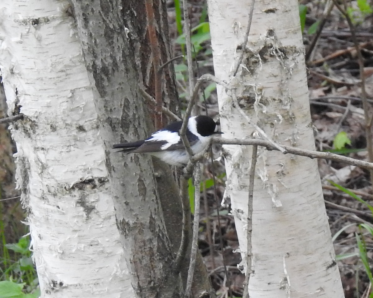 Collared Flycatcher - ML59073241