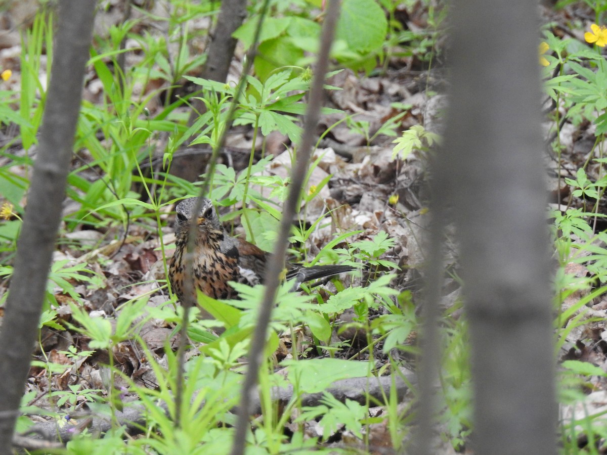 Fieldfare - ML59073331