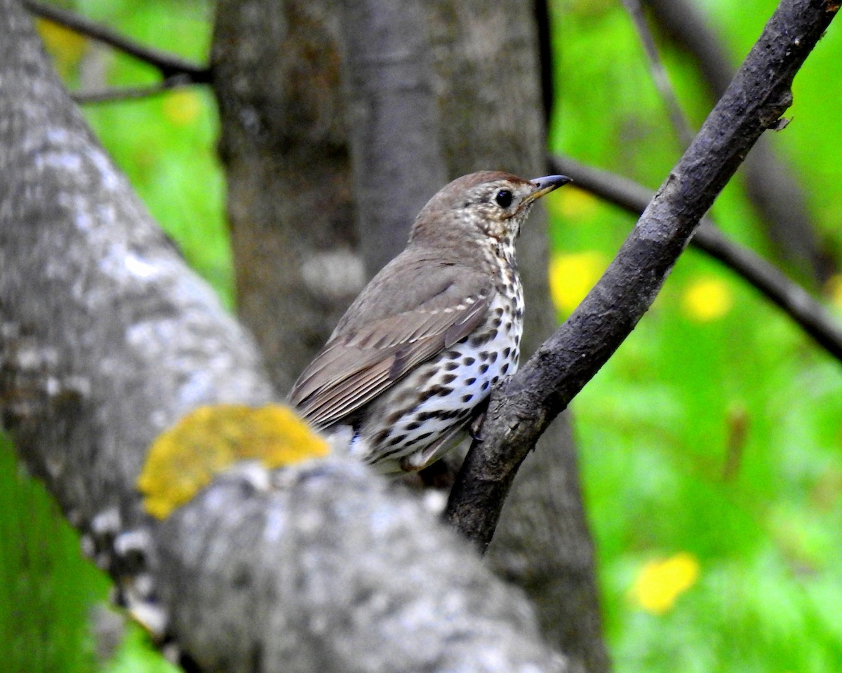 Song Thrush - ML59073341