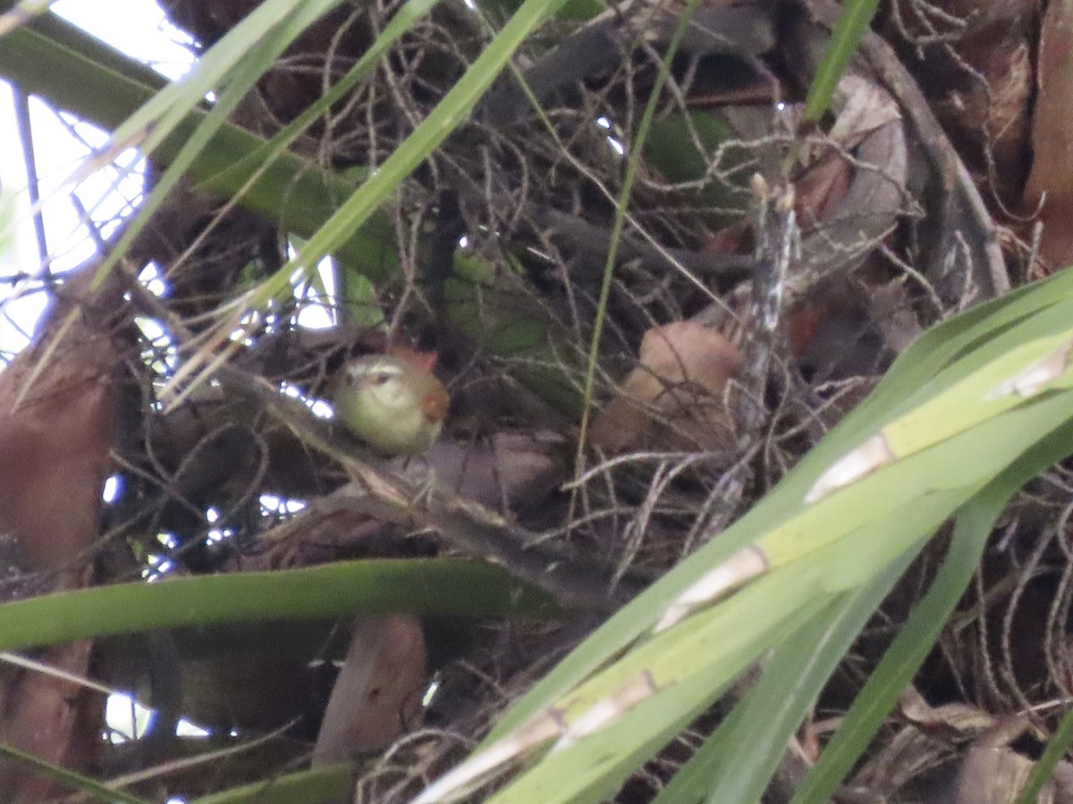 Olive Spinetail - ML590733471