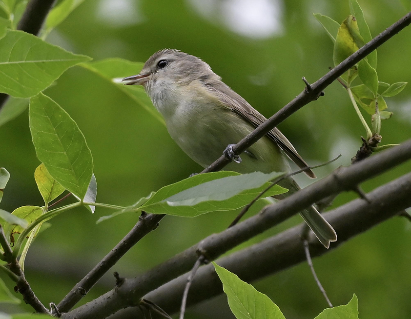 Warbling Vireo - David Jenne