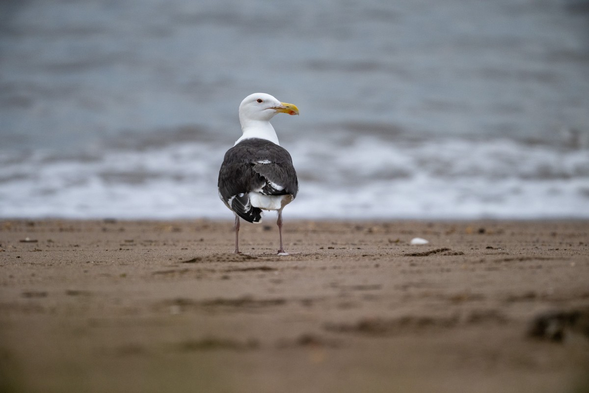 Great Black-backed Gull - ML590733891