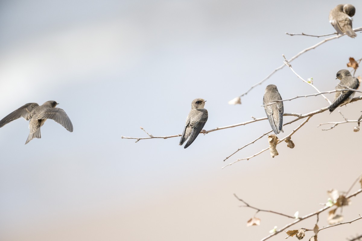 Bank Swallow - ML590734111