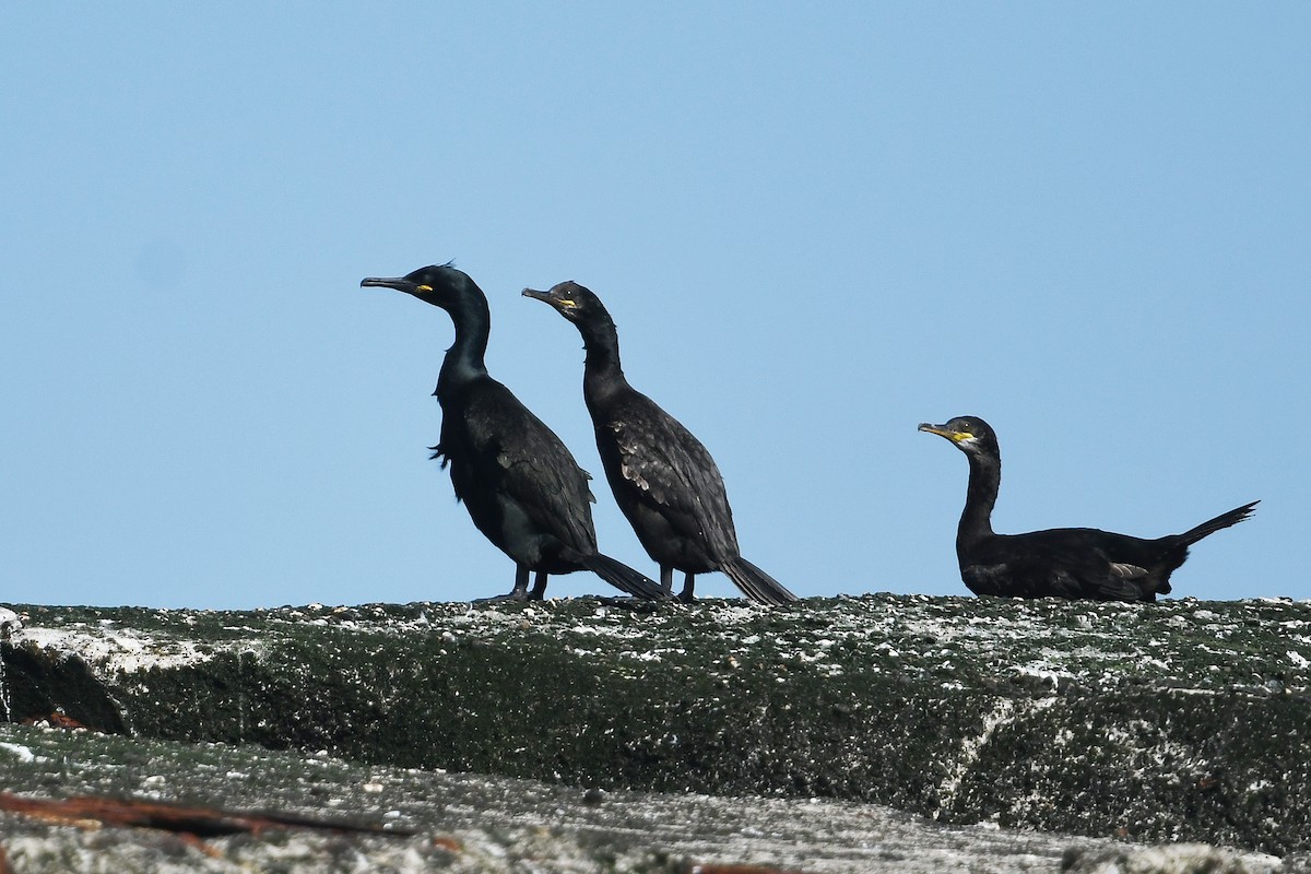 Cormorán Moñudo - ML590734191