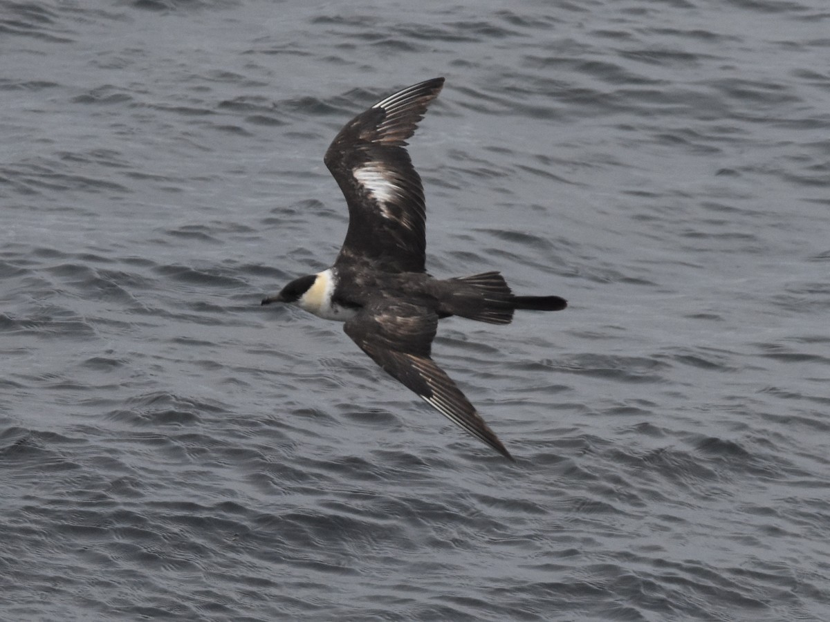 Pomarine Jaeger - Brian Vigorito