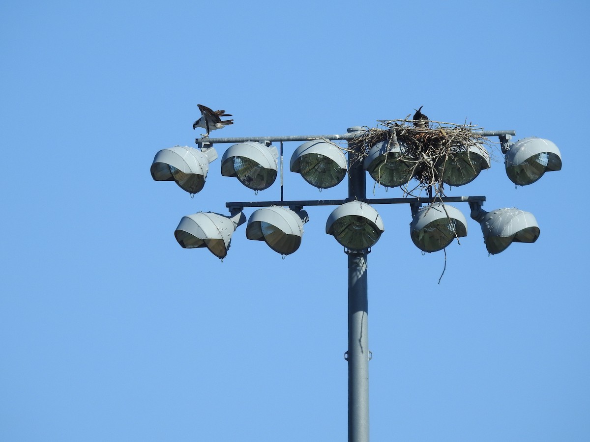 Osprey - Pauline Sterin