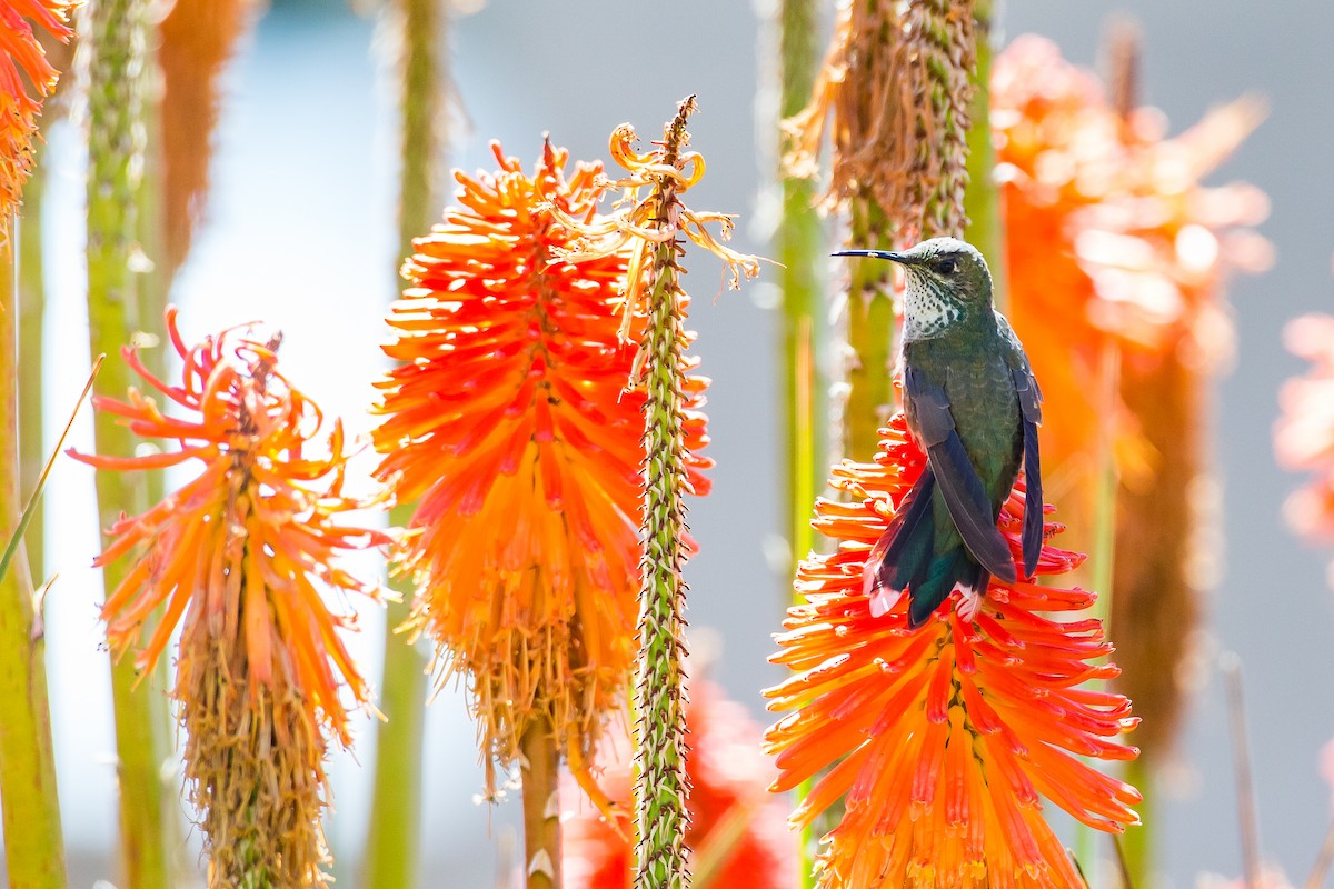 Black-breasted Hillstar - ML590734951