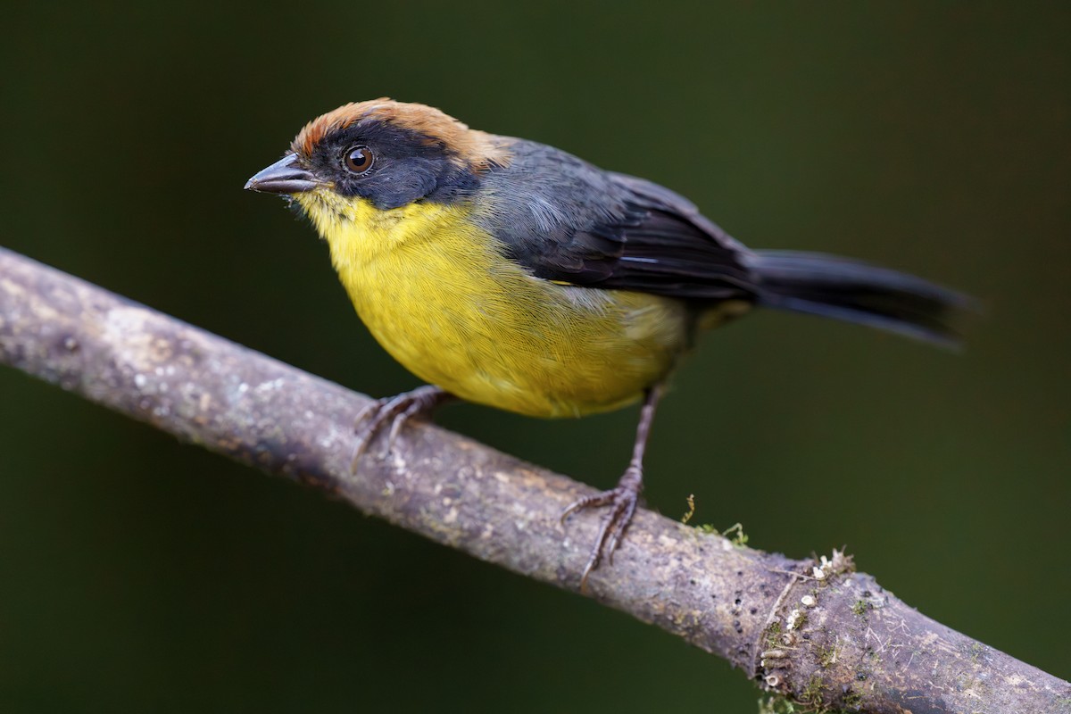 Yellow-breasted Brushfinch - ML590736131