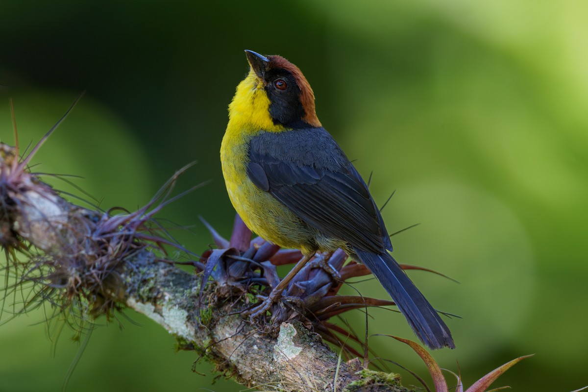 Yellow-breasted Brushfinch - Jeff Hapeman