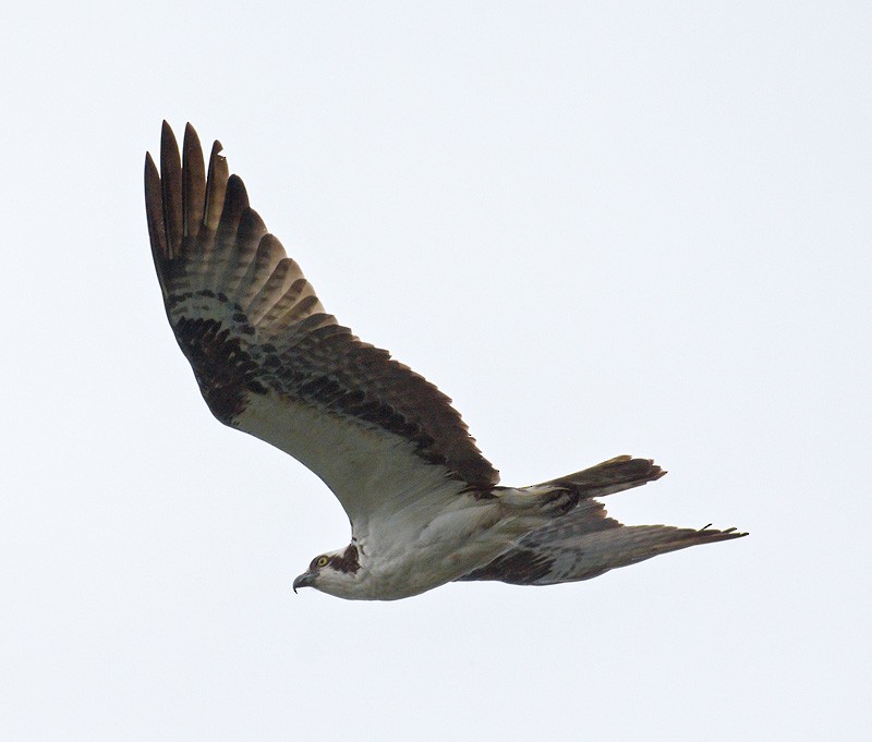 Osprey - ML59073621