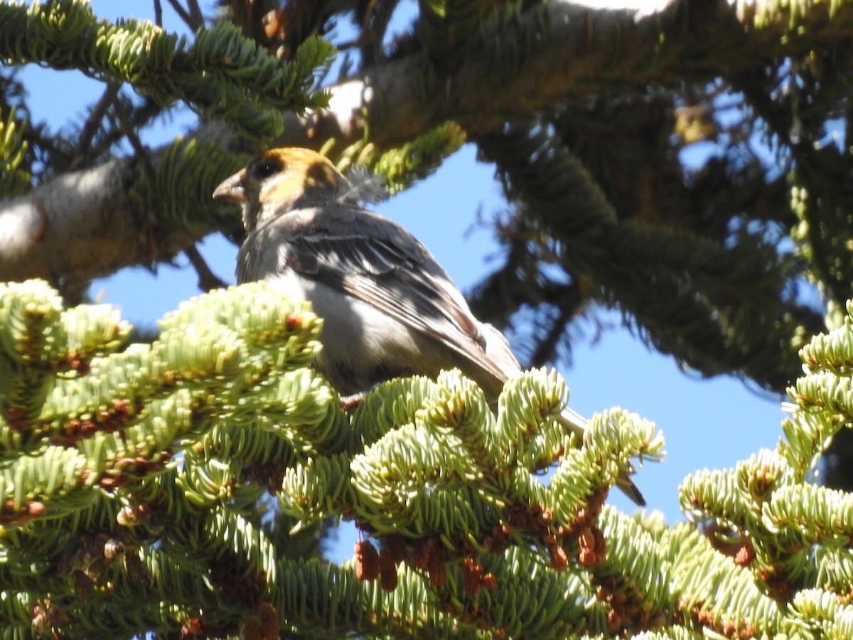 Pine Grosbeak - ML590736221