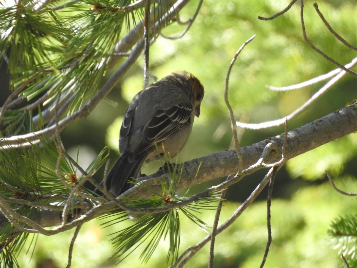 Pine Grosbeak - ML590736251