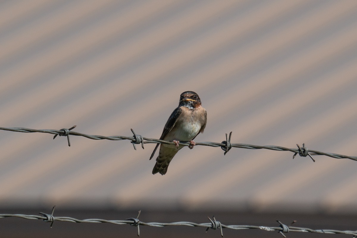 Cliff Swallow - ML590736351