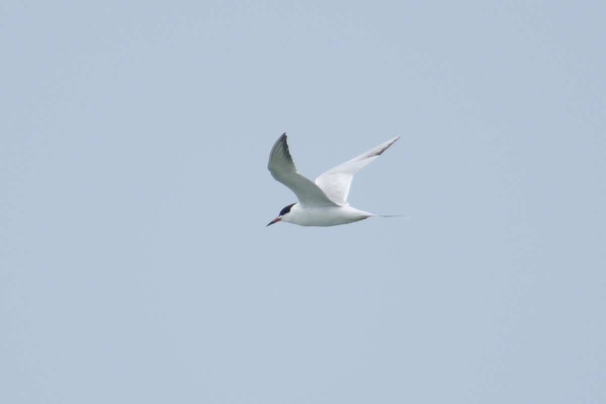 Forster's Tern - ML59073661