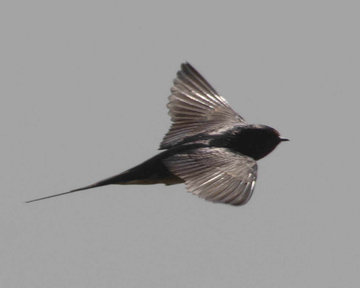 Barn Swallow - Gary Hofing